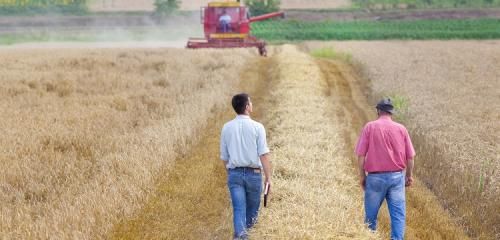 rolnik i pracownik banku spacerujący po polu pszenicy i rozmawiający o kredycie na zakup ziemi rolnej